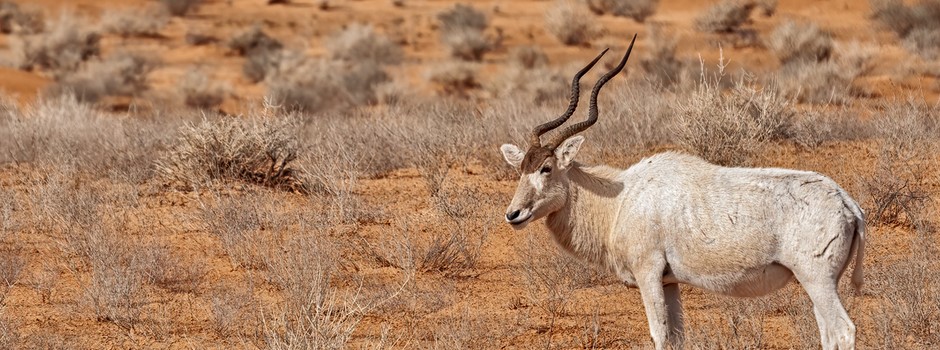 Addax (Addax nasomaculatus).jpg