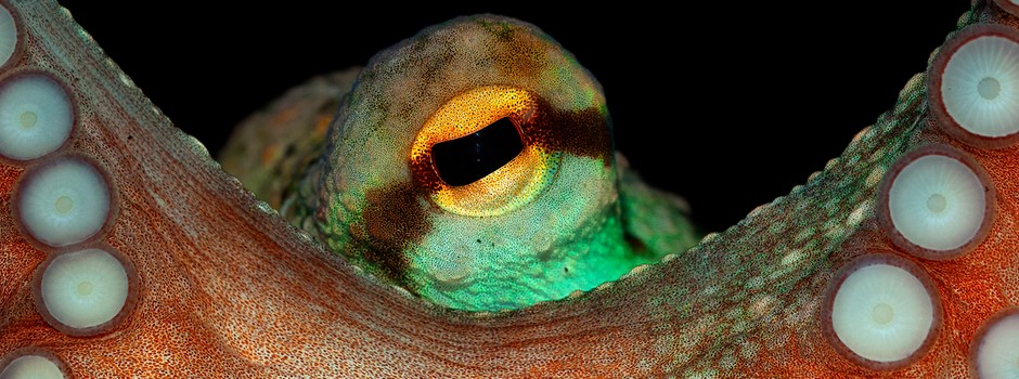 Common octopus (Octopus vulgaris).jpg
