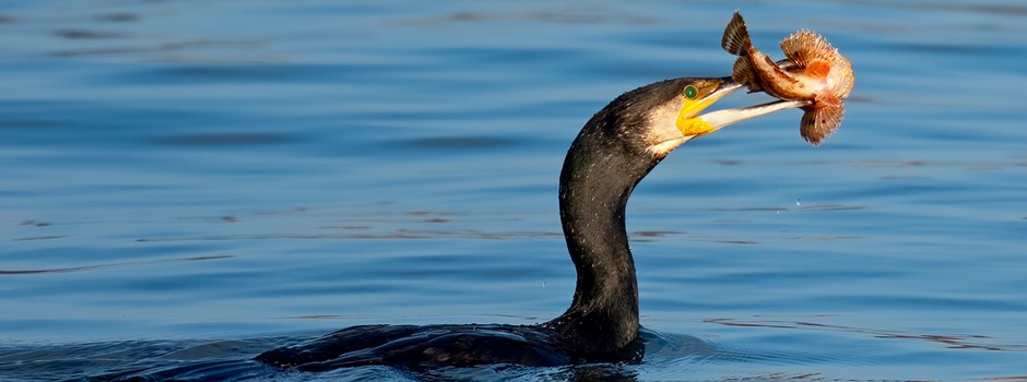 Great cormorant(Phalacrocorax carbo).jpg