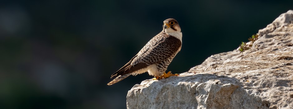 Lanner falcon (Falco biarmicus).jpg
