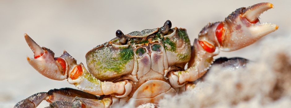 Freshwater crab (Potamon fluviatile).jpg