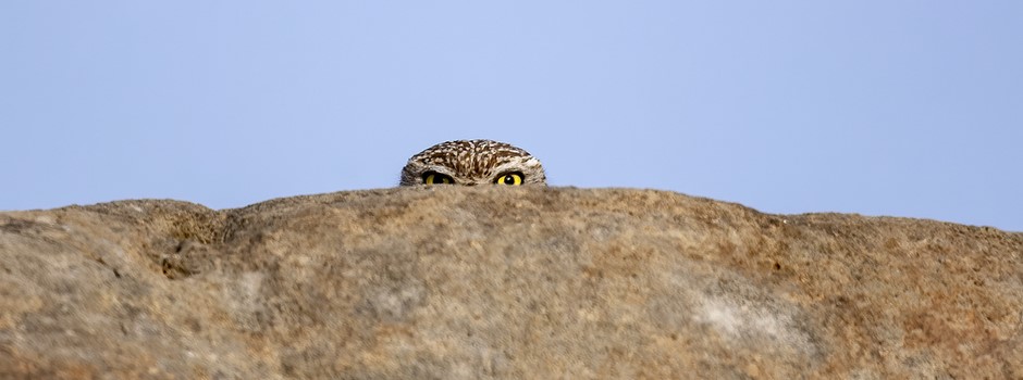 Little owl (Athene noctua).jpg