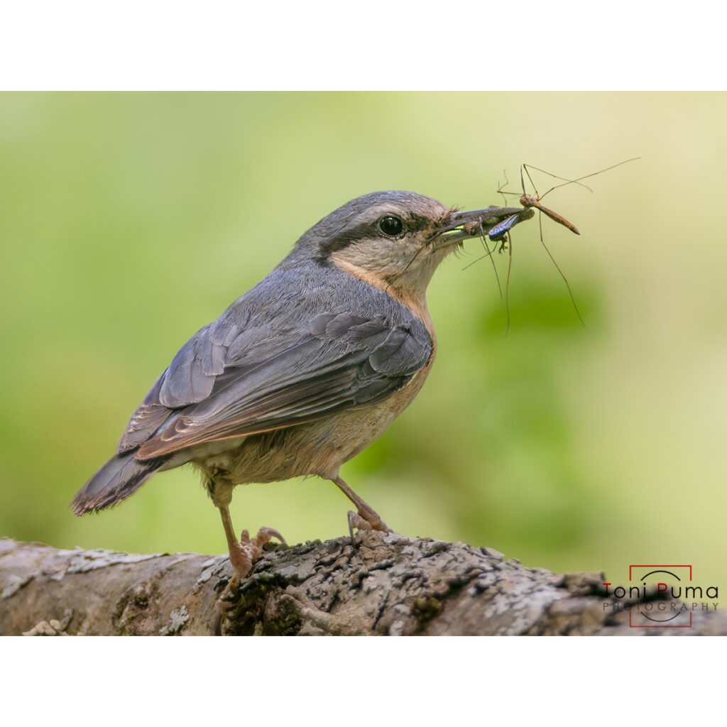 Picchio muratore (Sitta europaea)