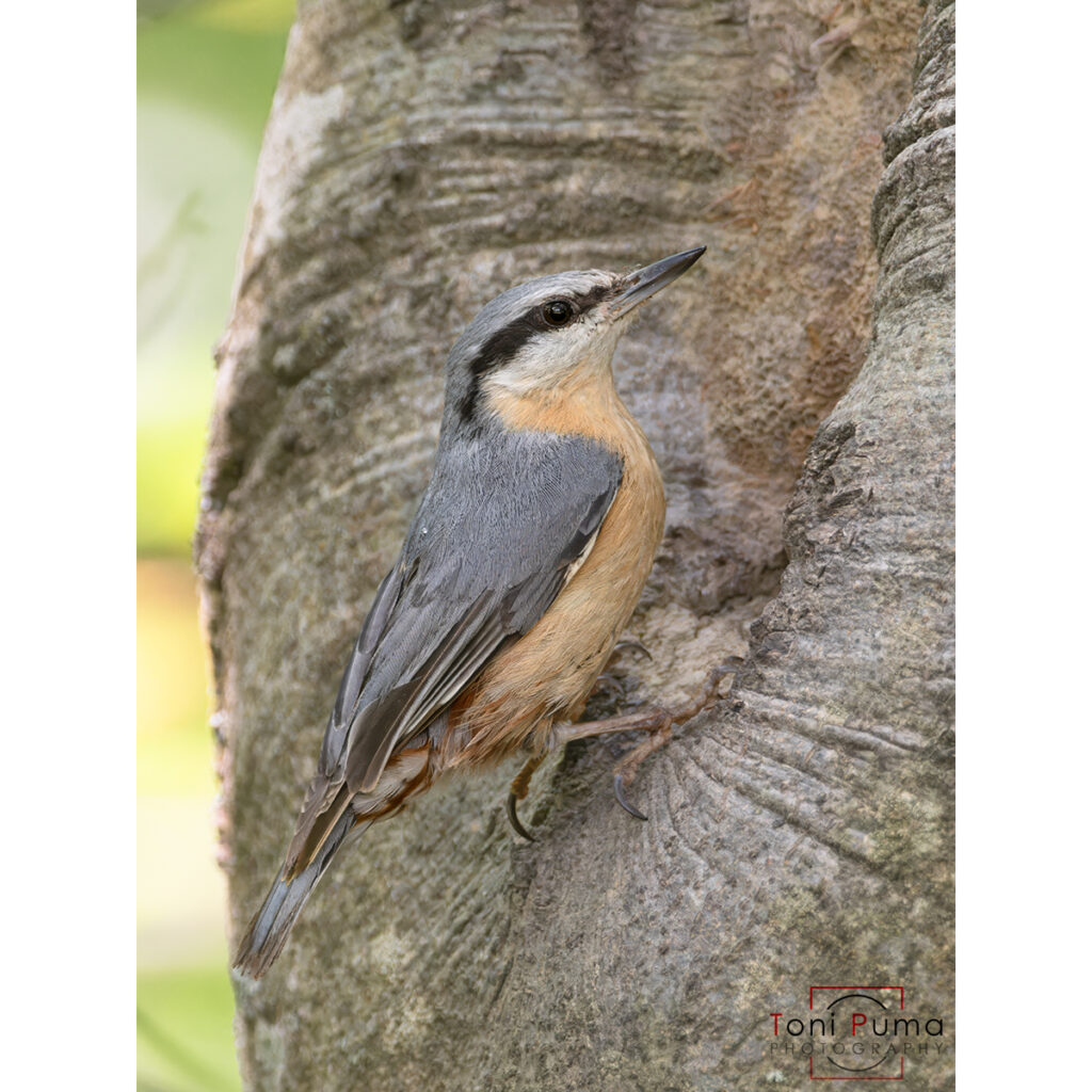Picchio muratore (Sitta europaea)