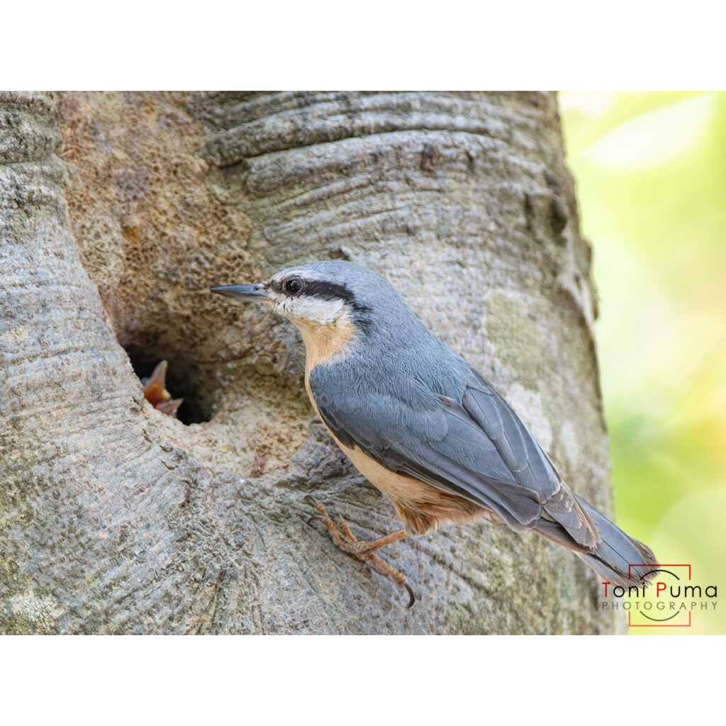 Picchio muratore (Sitta europaea)