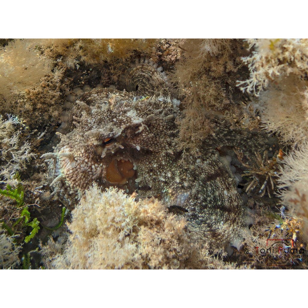Polpo comune (Octopus vulgaris)