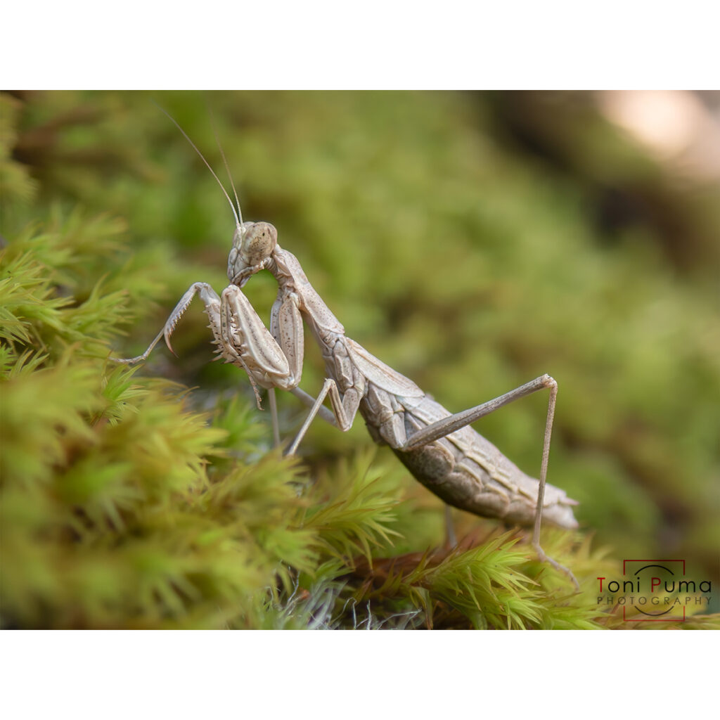 Mantide nana decolorata (Ameles decolor)