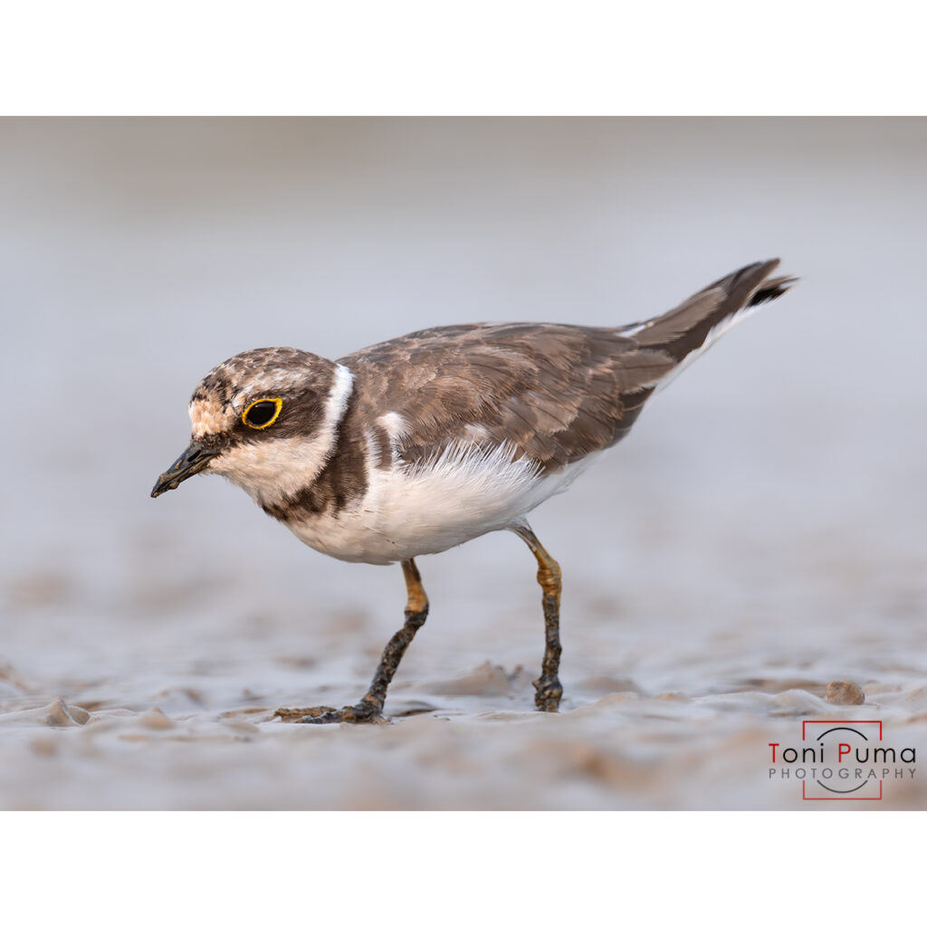 Corriere piccolo (Charadrius dubius)