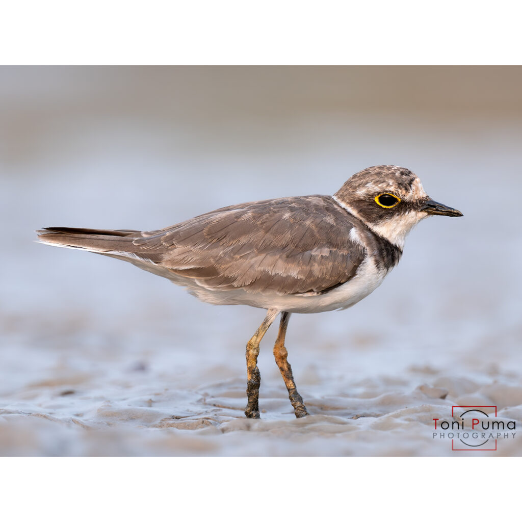 Corriere piccolo (Charadrius dubius)