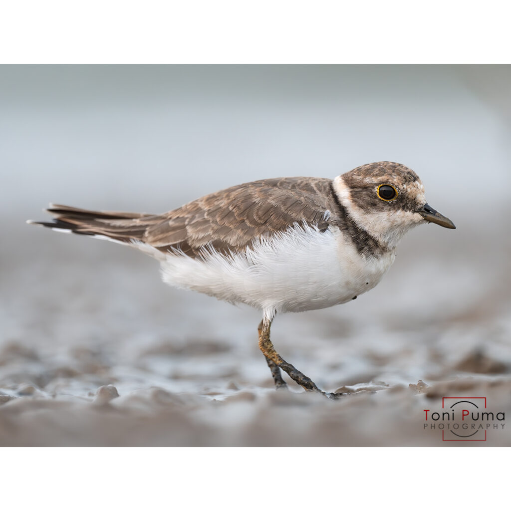 Corriere piccolo (Charadrius dubius)