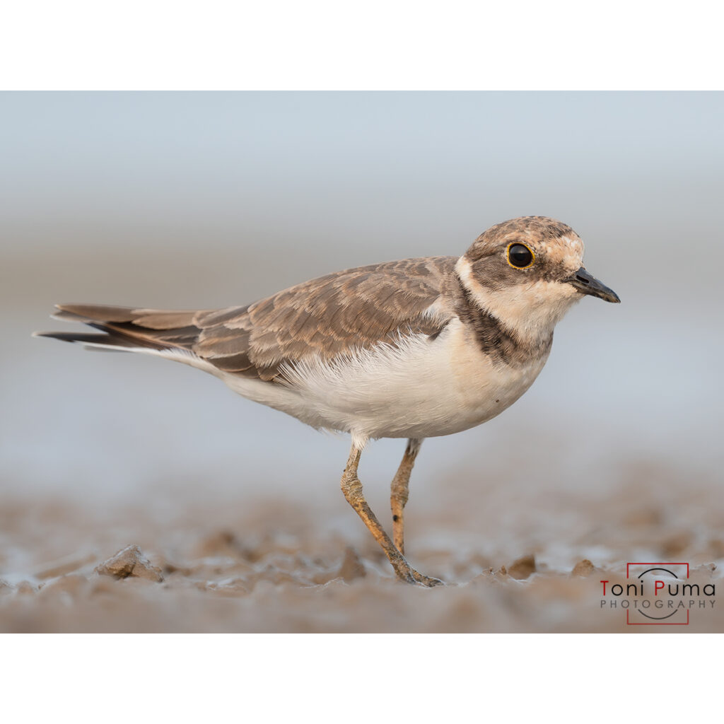 Corriere piccolo (Charadrius dubius)