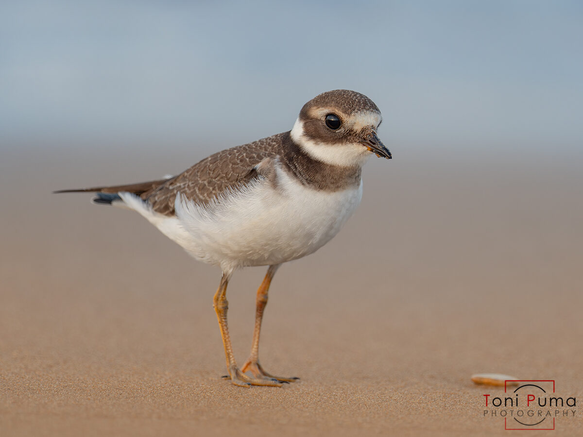 Corriere grosso (Charadrius hiaticula)