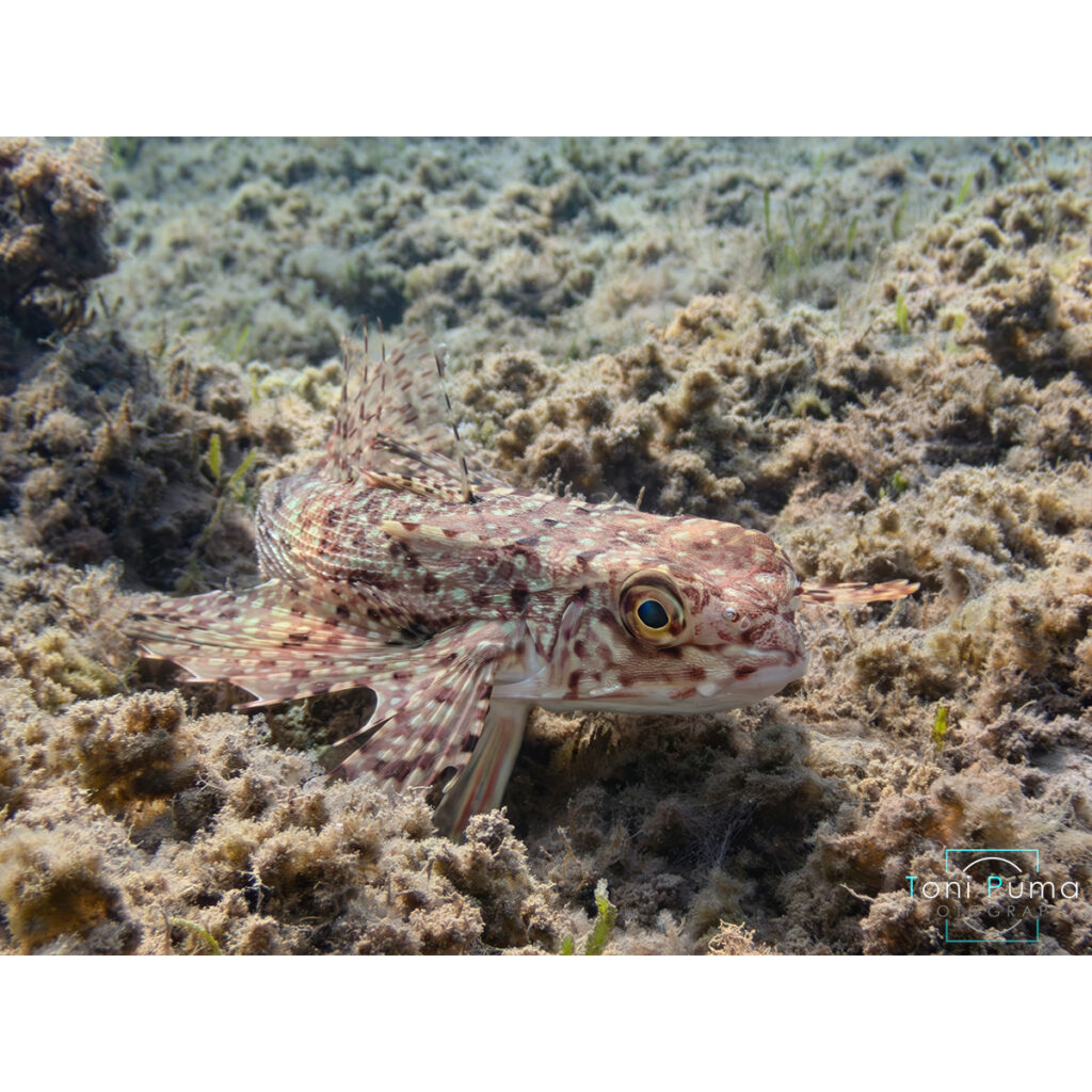 Pesce civetta (Dactylopterus volitans)
