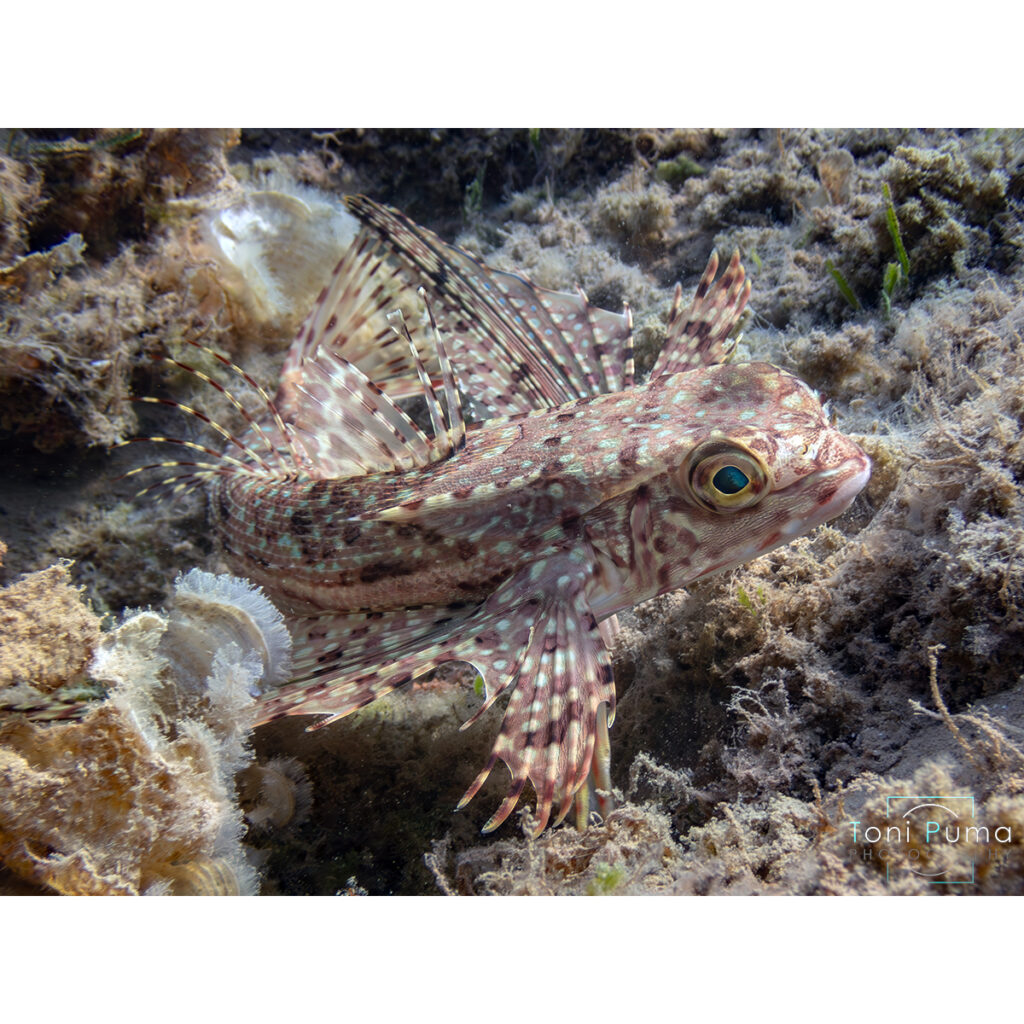 Pesce civetta (Dactylopterus volitans)