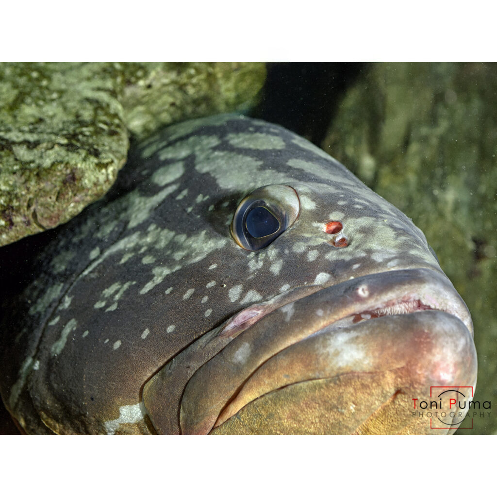 Cernia bruna (Epinephelus marginatus)