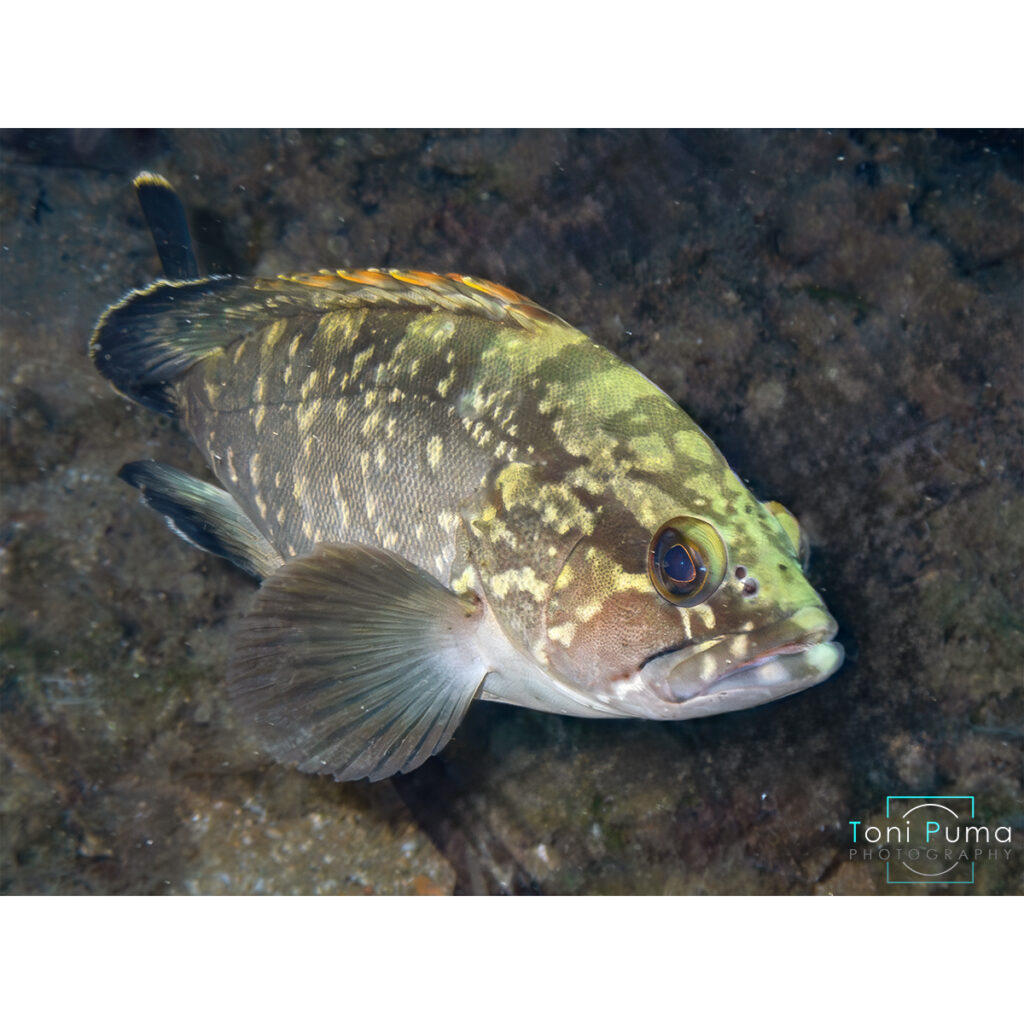 Cernia bruna (Epinephelus marginatus)