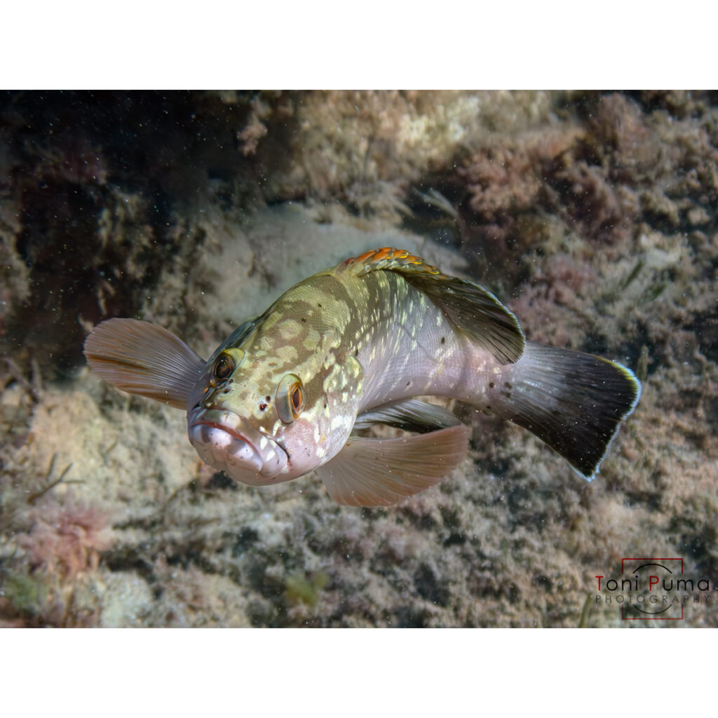 Cernia bruna (Epinephelus marginatus)