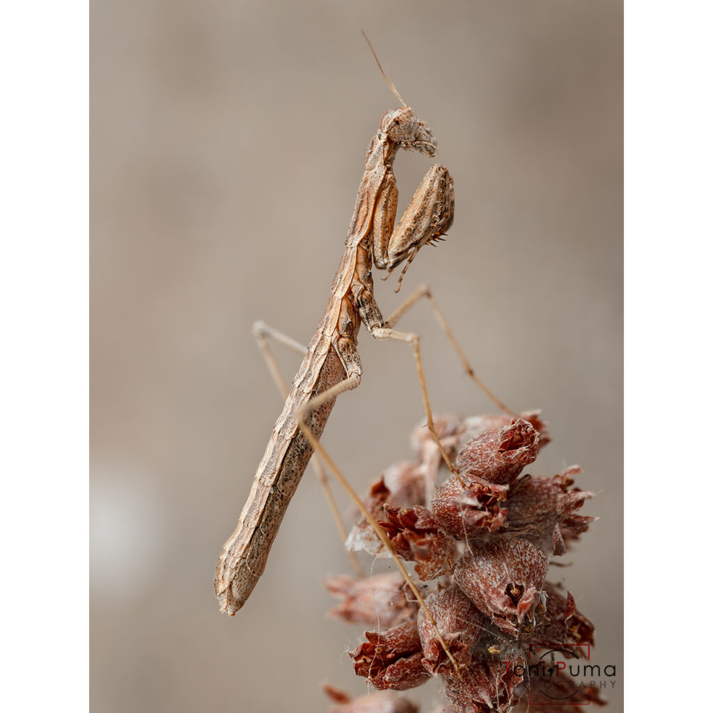 Mantide terricola (Geomantis larvoides)