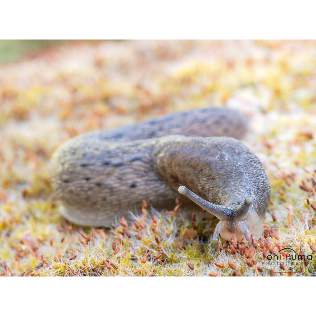 Limaccia gialla (Limacus flavus)