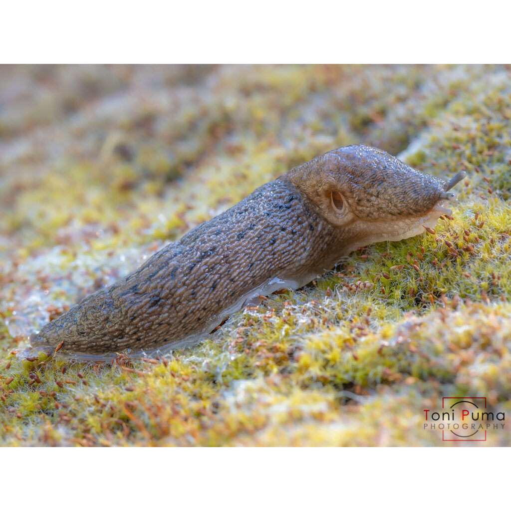 Limaccia gialla (Limacus flavus)