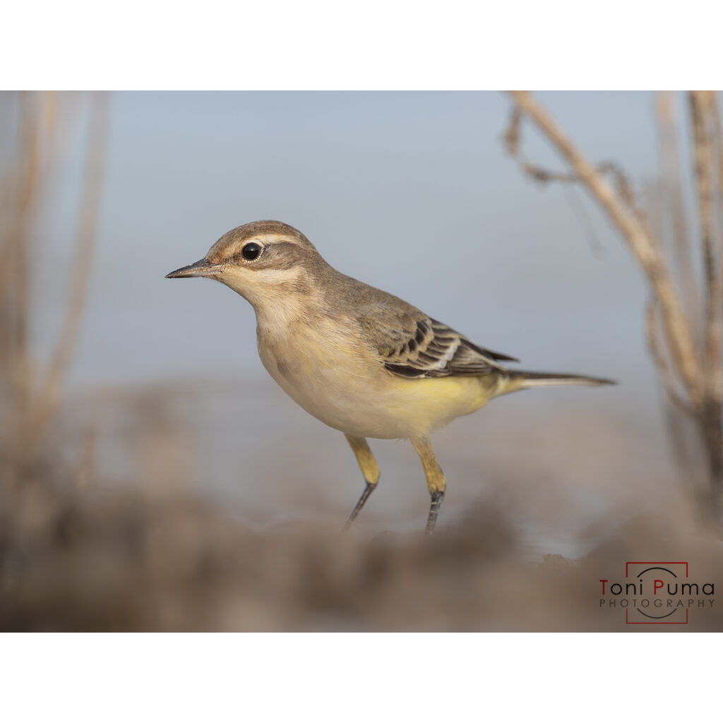 Cutrettola (Motacilla flava)
