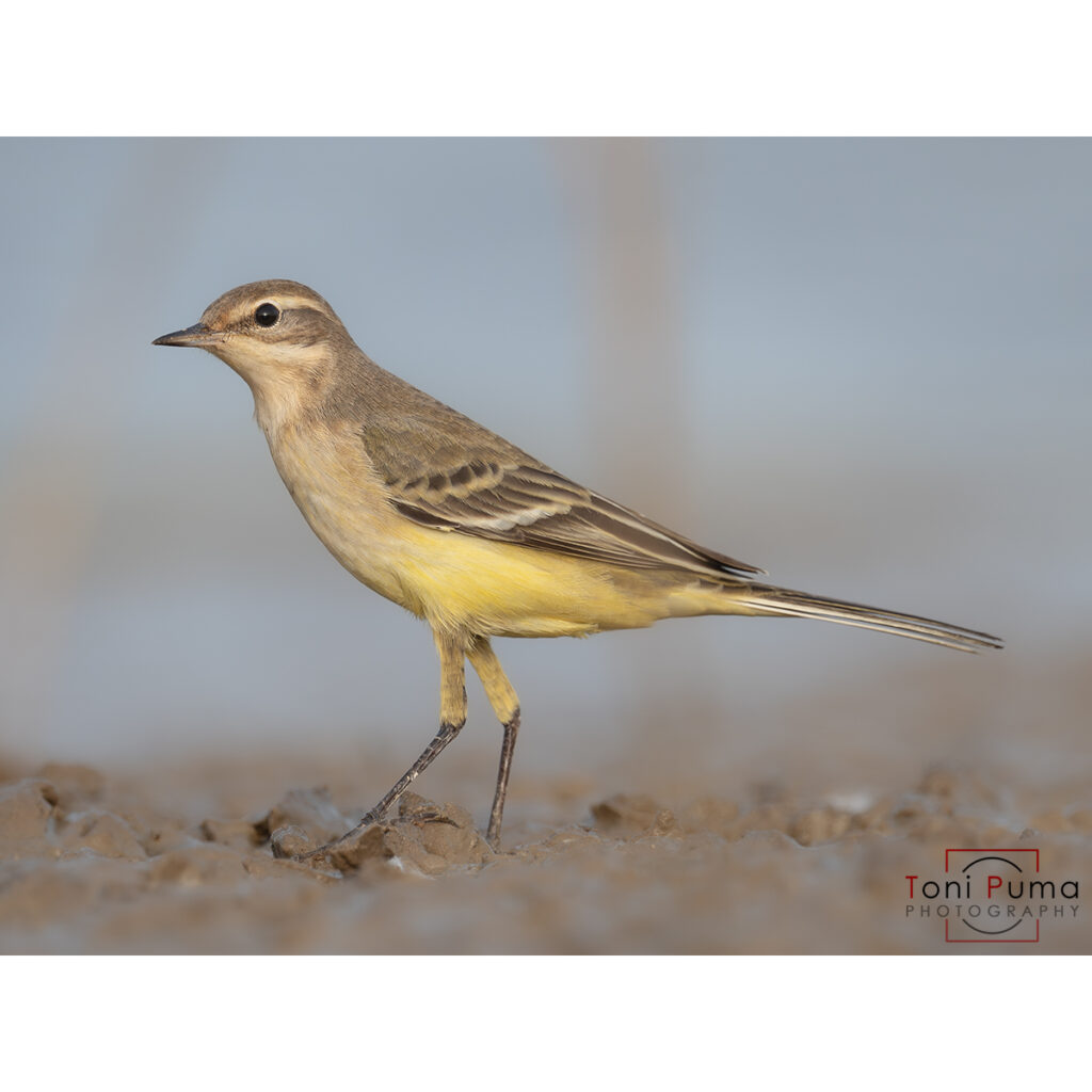 Cutrettola (Motacilla flava)
