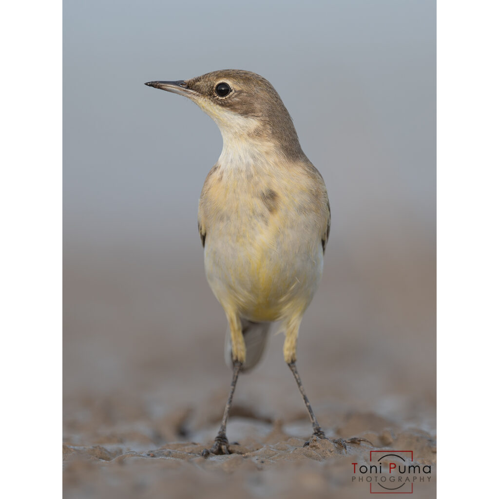 Cutrettola (Motacilla flava)