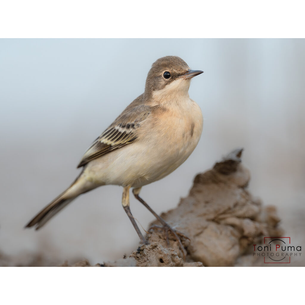 Cutrettola (Motacilla flava)