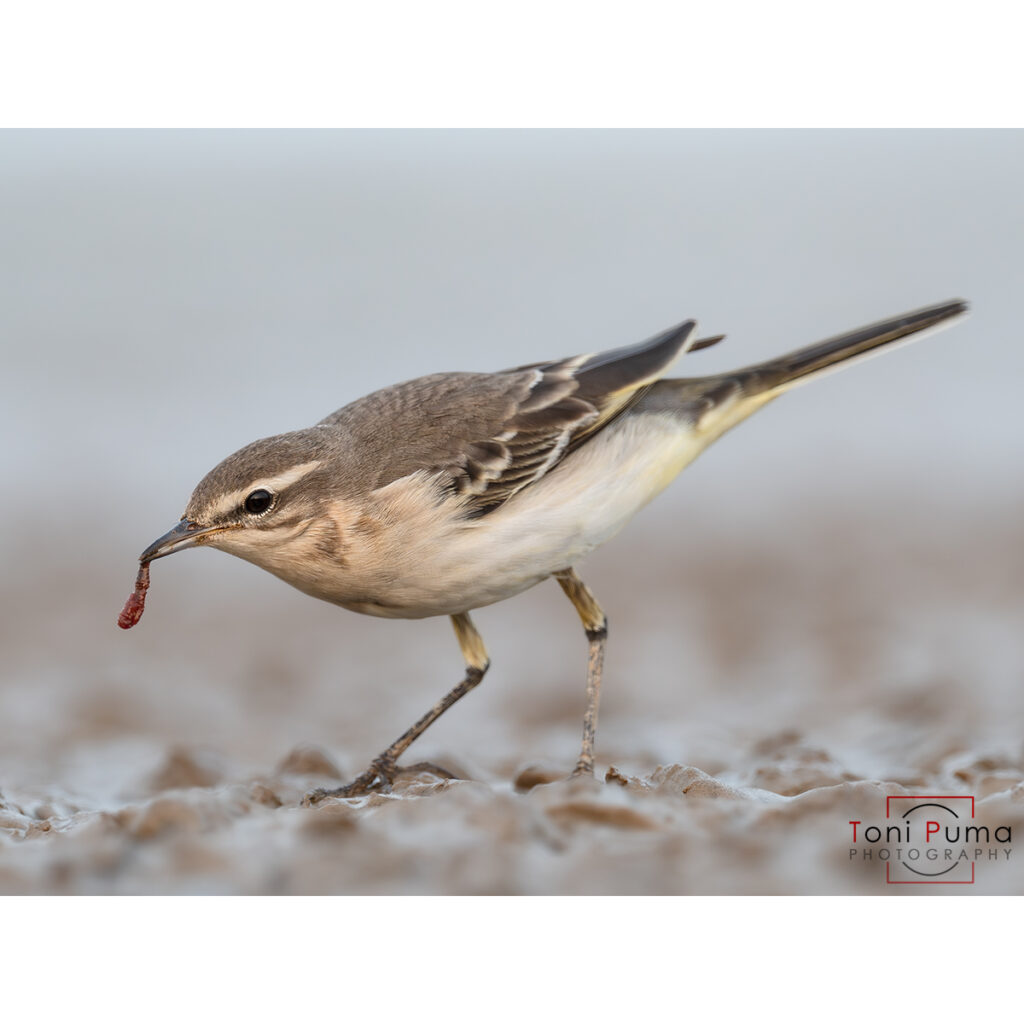 Cutrettola (Motacilla flava)