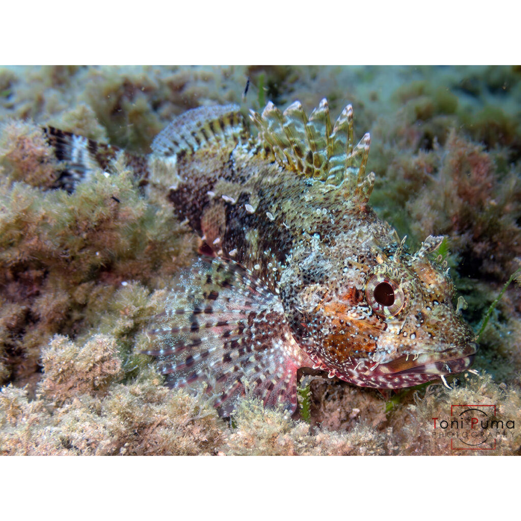 Scorfano nero (Scorpaena porcus)