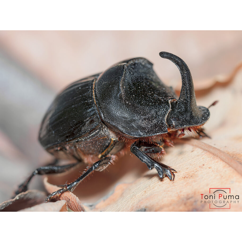 Scarabeo rinoceronte stercoraro (Copris cavolinii)