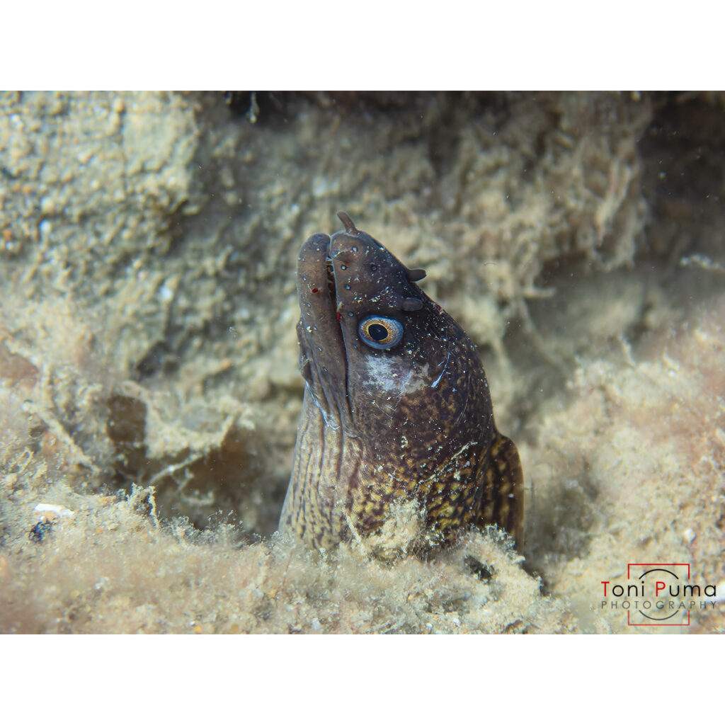 Murena (Murena helena)