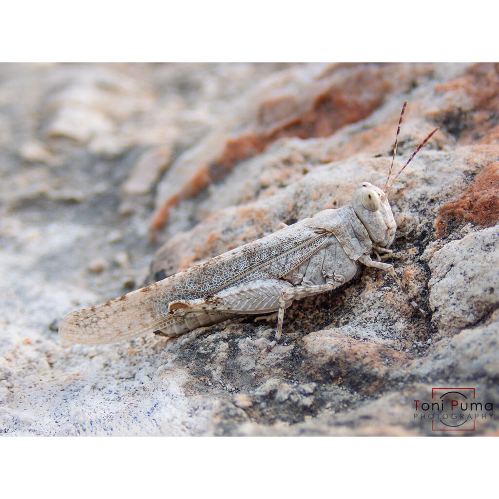 Cavalletta cerulea (Sphingonotus coerulans)