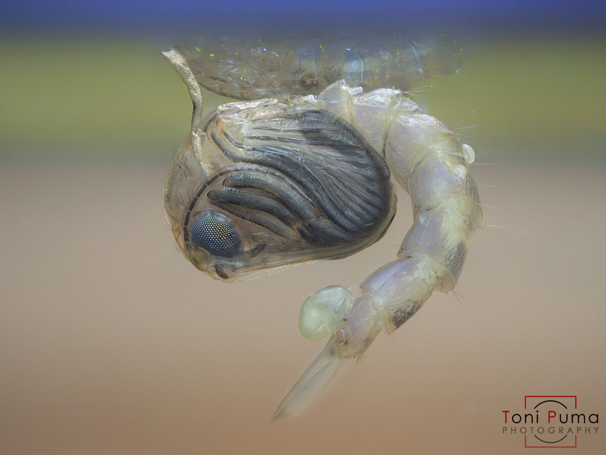Zanzara tigre (Aedes albopictus)