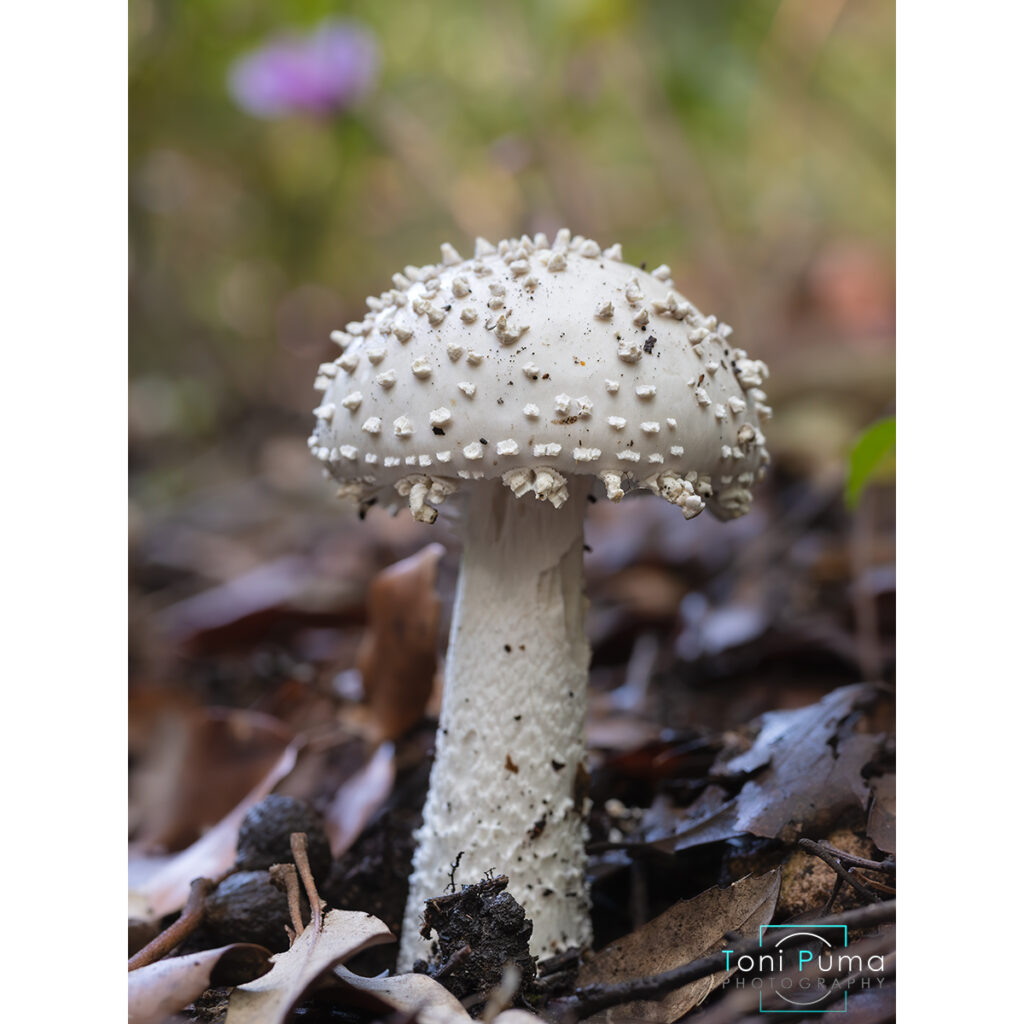 Amanita solitaria (Amanita echinocephala)