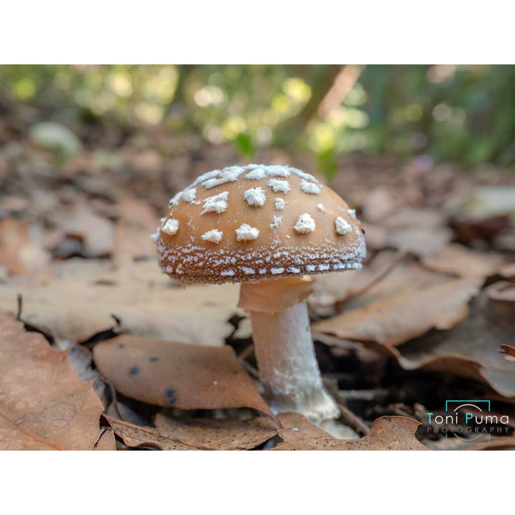Tignosa panterina (Amanita pantherina)