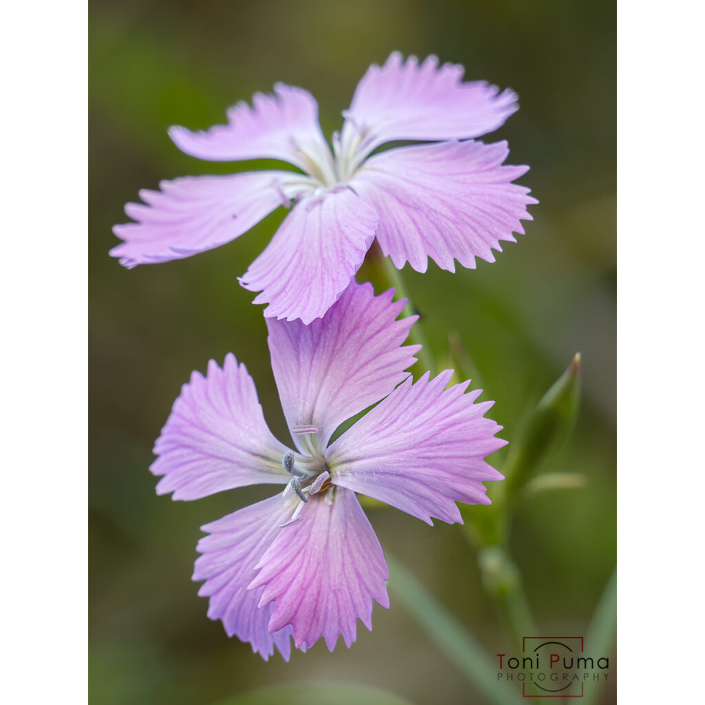 Garofanino delle rupi (Dianthus rupicola)
