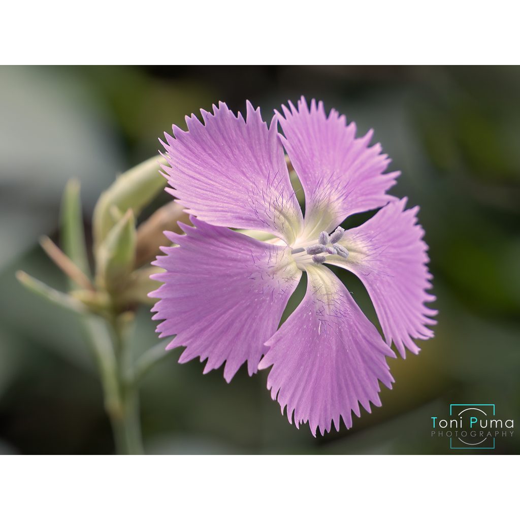 Garofanino delle rupi (Dianthus rupicola)