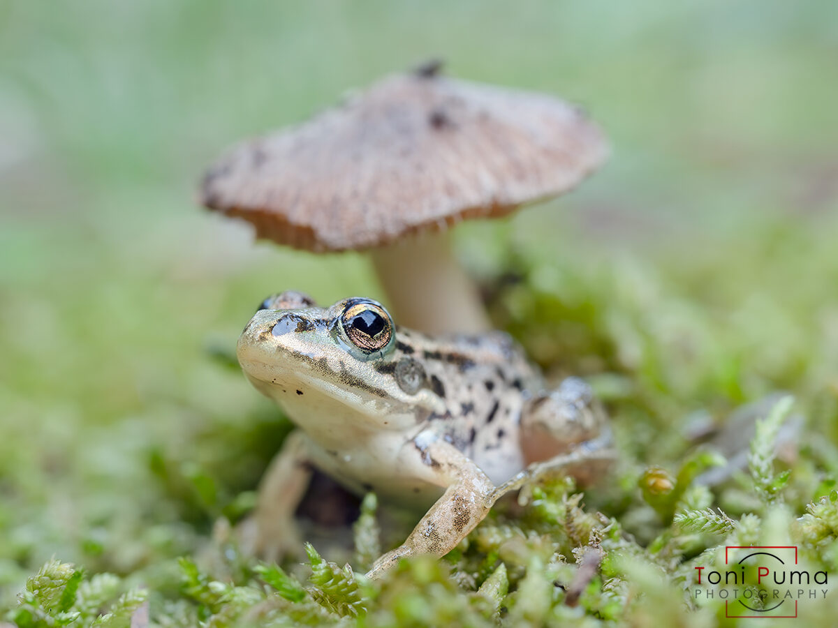 Discoglosso (Discoglossus pictus)