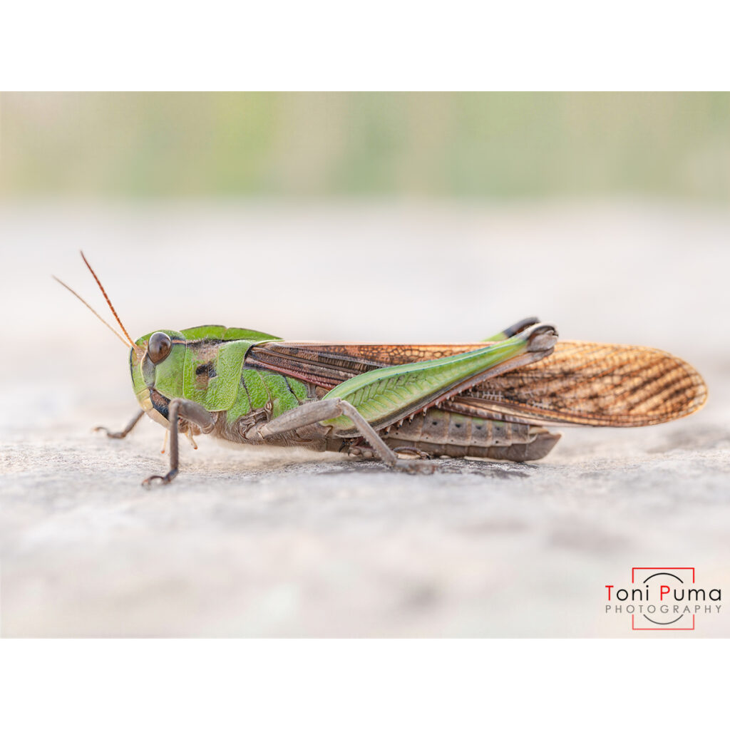 Locusta comune (Locusta migratoria)