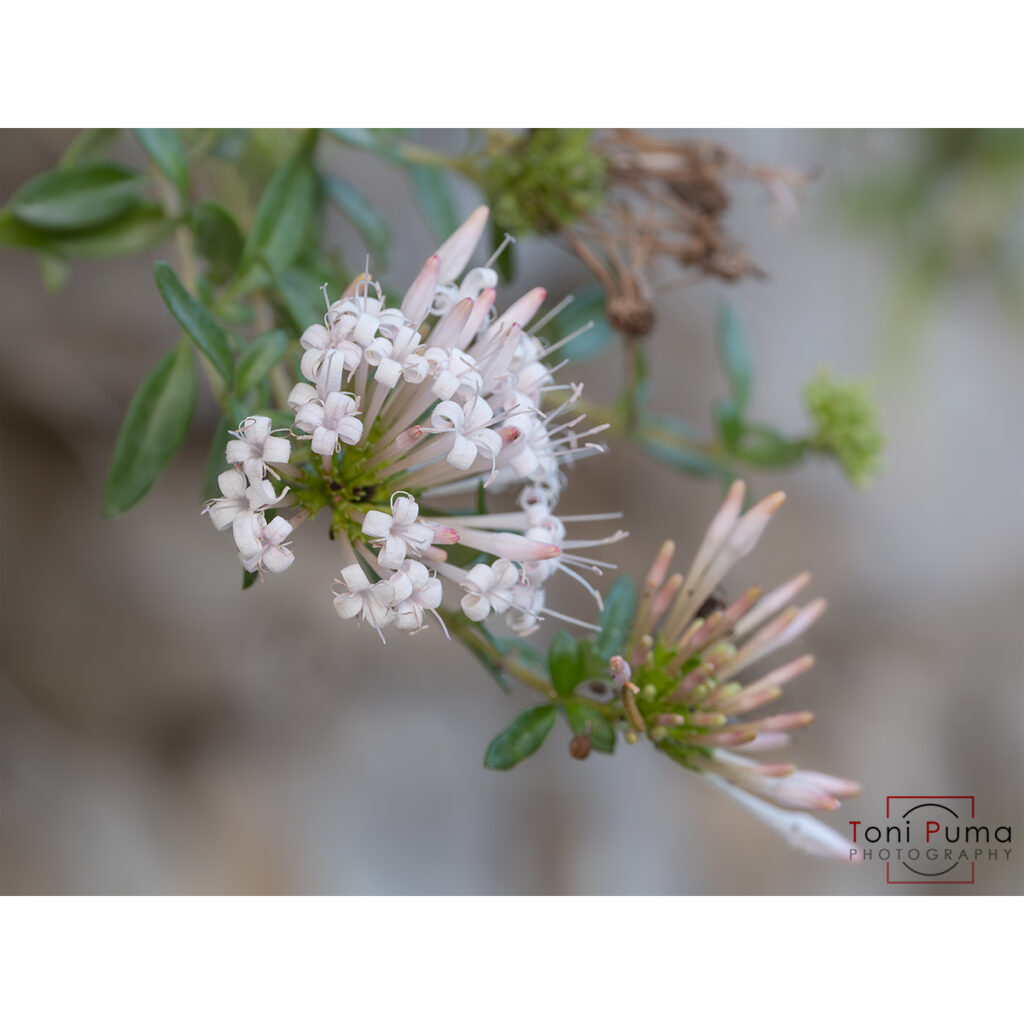 Putoria delle rocce (Plocama calabrica)