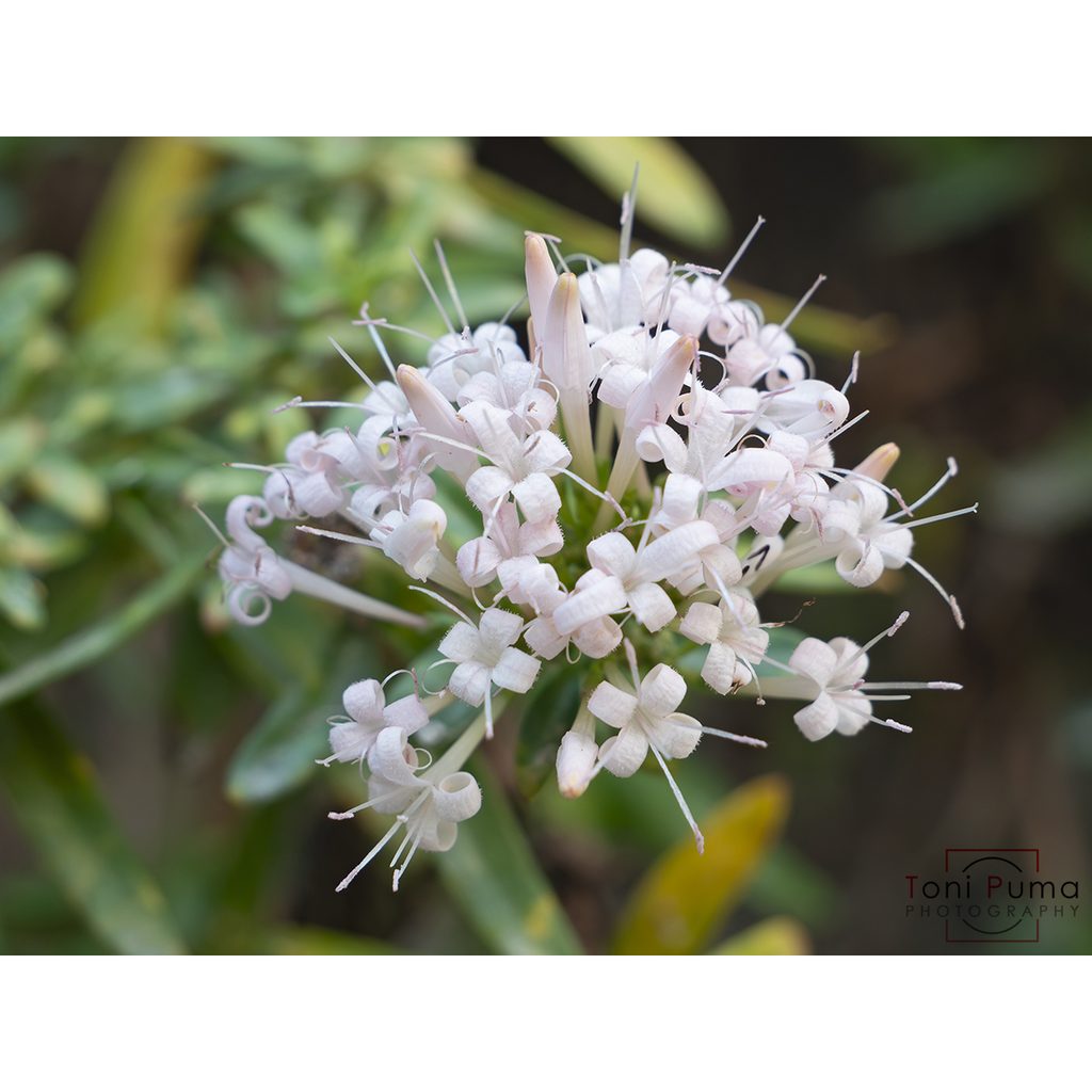 Putoria delle rocce (Plocama calabrica)