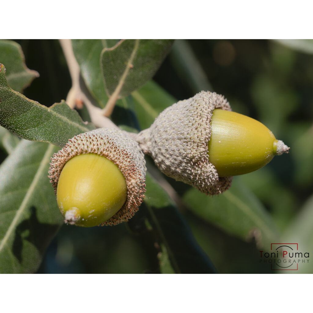 Leccio (Quercus ilex)