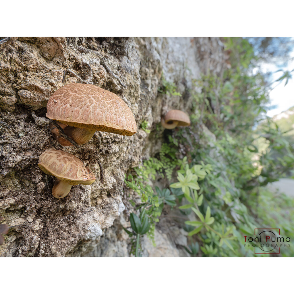 Boleto armeniaco (Rheubarbariboletus armeniacus)
