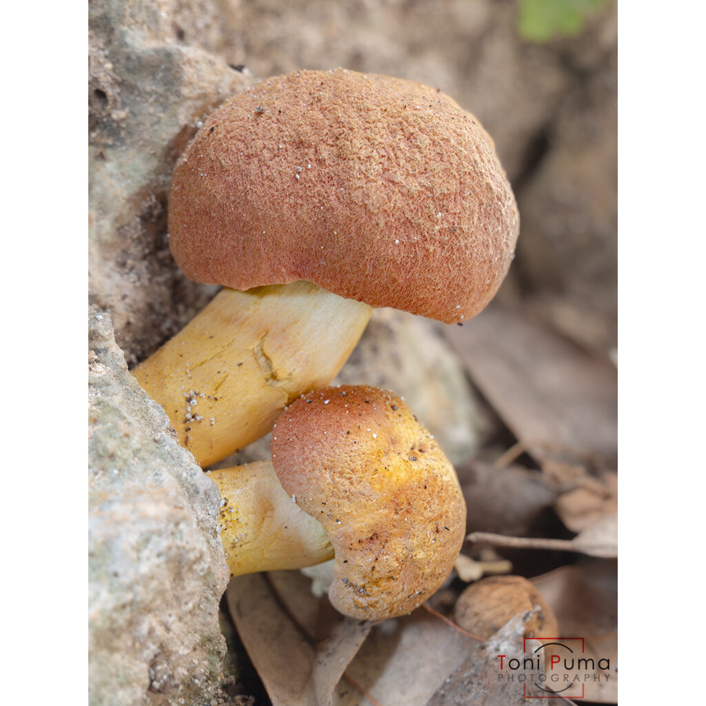Boleto armeniaco (Rheubarbariboletus armeniacus)