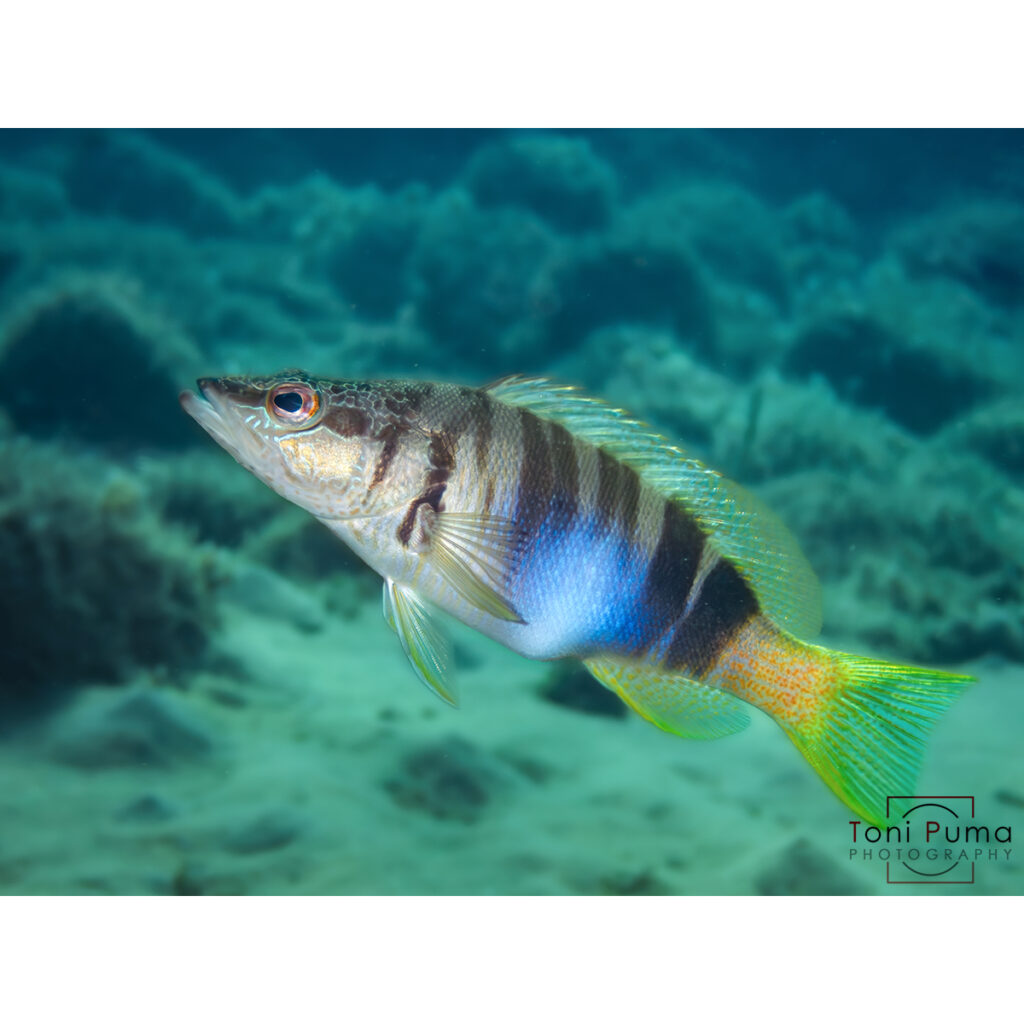 Sciarrano scrittura (Serranus scriba)