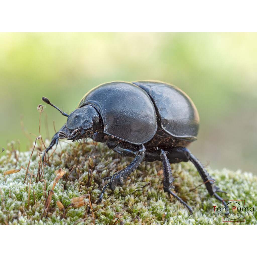 Geotrupe pirenaico (Trypocopris pyrenaeus)