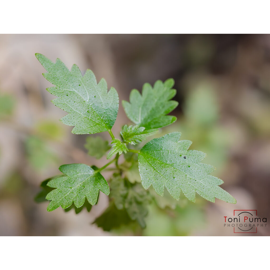 Ortica rupestre (Urtica rupestris)