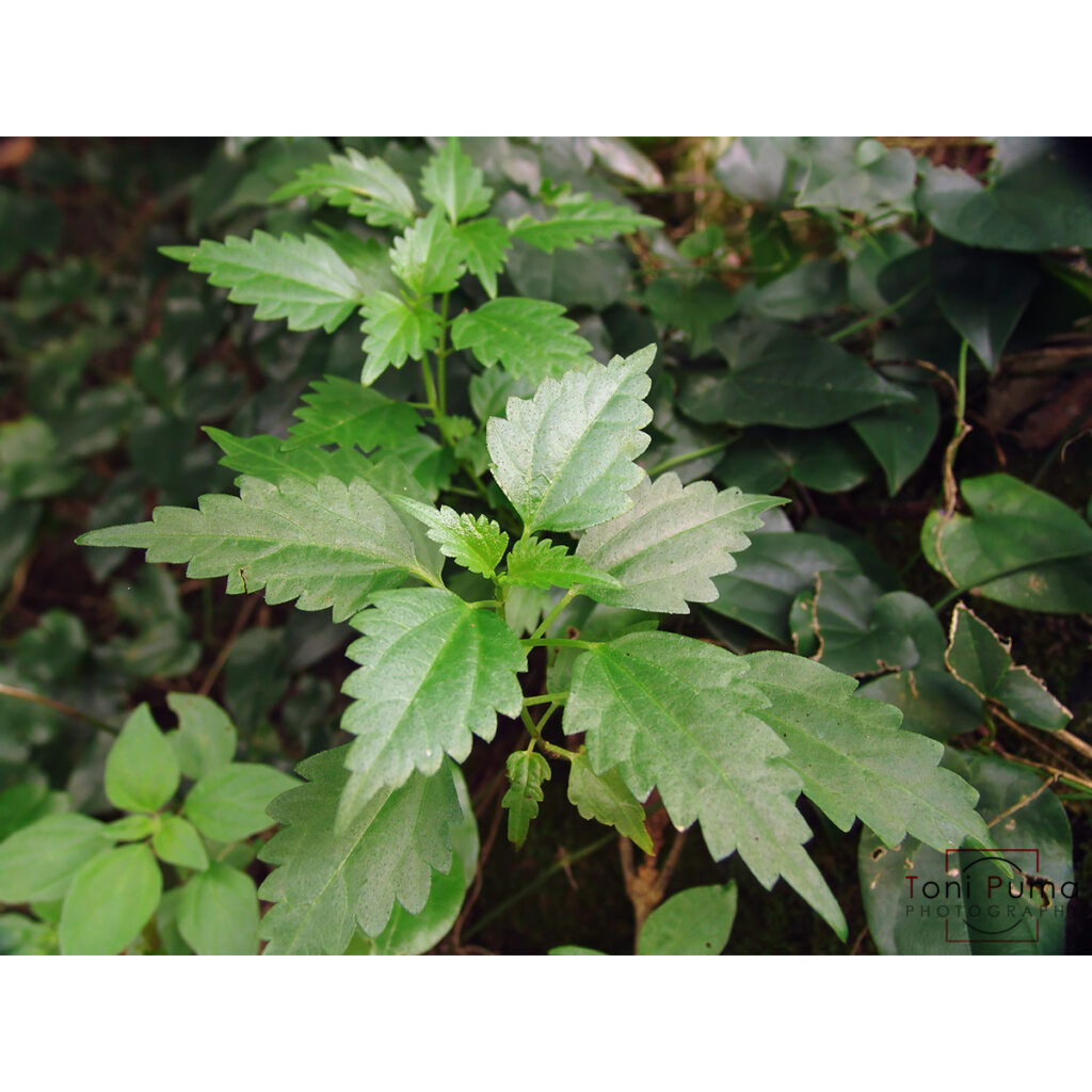 Ortica rupestre (Urtica rupestris)
