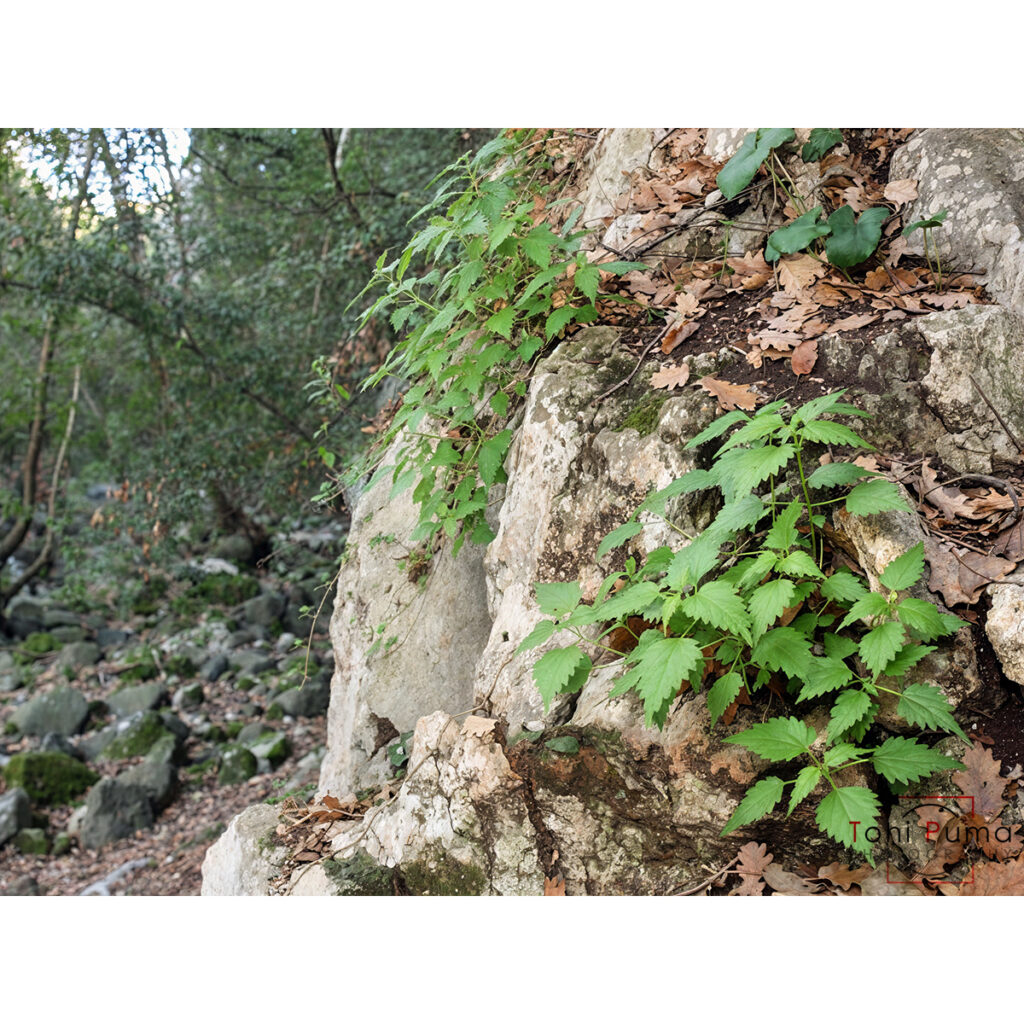 Ortica rupestre (Urtica rupestris)